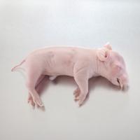Fetal Pigs, Preserved, 7-11", Vacuum Packed - 470218-488