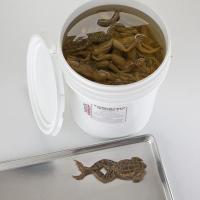 Grass Frogs, Preserved, 4 - 4-1/2"., uninjected - 10/Pail - 470158-464