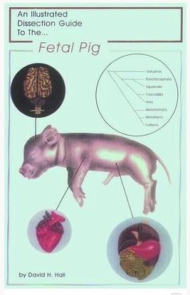 Pig Dissection Manual - 470158-576