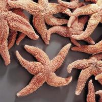 Starfish, Plain Preserved 6" - 8" - 10/Pail - 470000-766