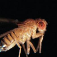 Wild-Type Drosophila, Fruit Flies, Male, Living, Vial of 100 - 470180-410