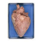 Bovine Heart, Vacuum Pack - 470219-870
