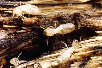 Termites (Reticulitermes) pkg 25 - 470177-330