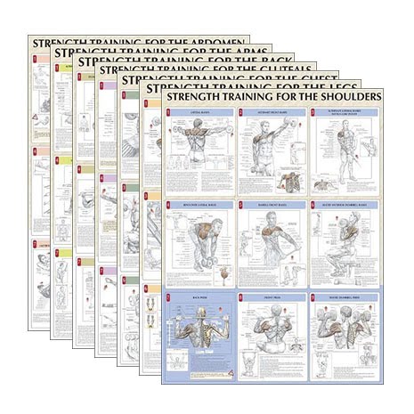 Strength Training Anatomy Posters - Set of 7 GC68-158
