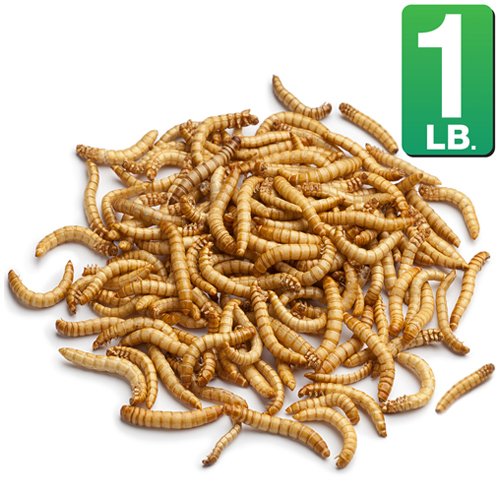 Mealworm Food - 16 Oz