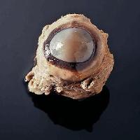 Cow Eyes, Preserved Specimen, 2-3", Uninjected - 10/Pail - 470158-798