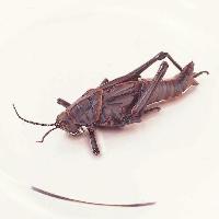 Lubber Grasshopper - 50/Pail - 470000-894