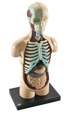 Human Body Anatomy Model - 1321190