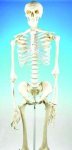 Human Skeleton - 470136-342