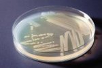 AP Biology Investigation Kit No. 8: Bacterial Transformation - 470134-774