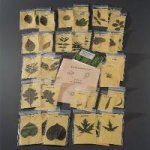 Leaf Identification Kit - 470004-106