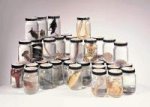 Animal Kingdom Survey Jar Set B, set of 48 - 470112-766