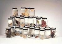 Animal Kingdom Survey Jars - Ecdysozoans and General Specimens  (24 specimen set) - 470112-750